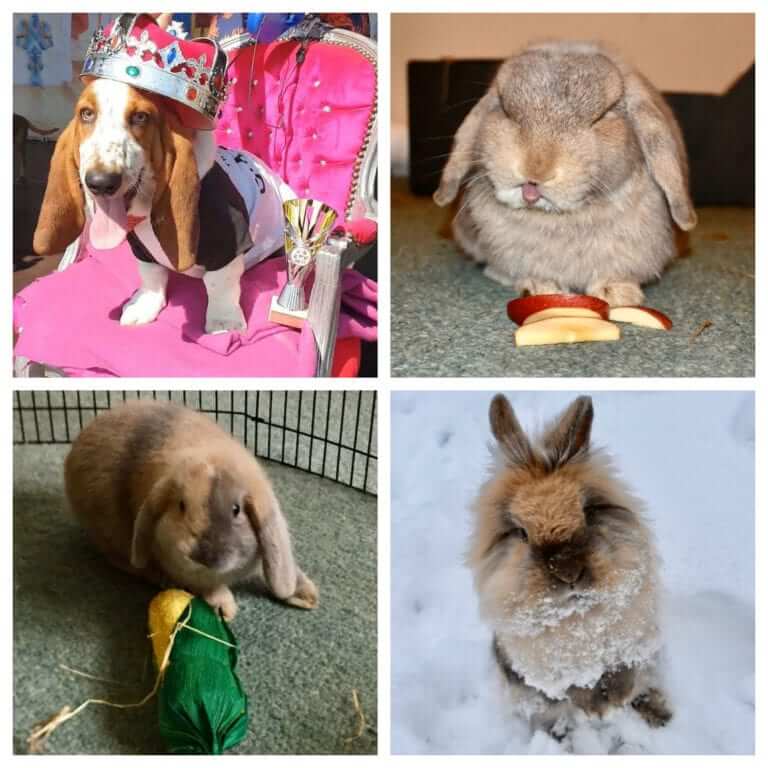 Pets Playstore Family