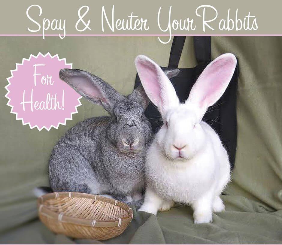 Spay and Neuter Rabbits