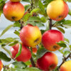 Apple sticks 2