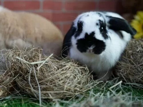 Rabbit Feeding Hay