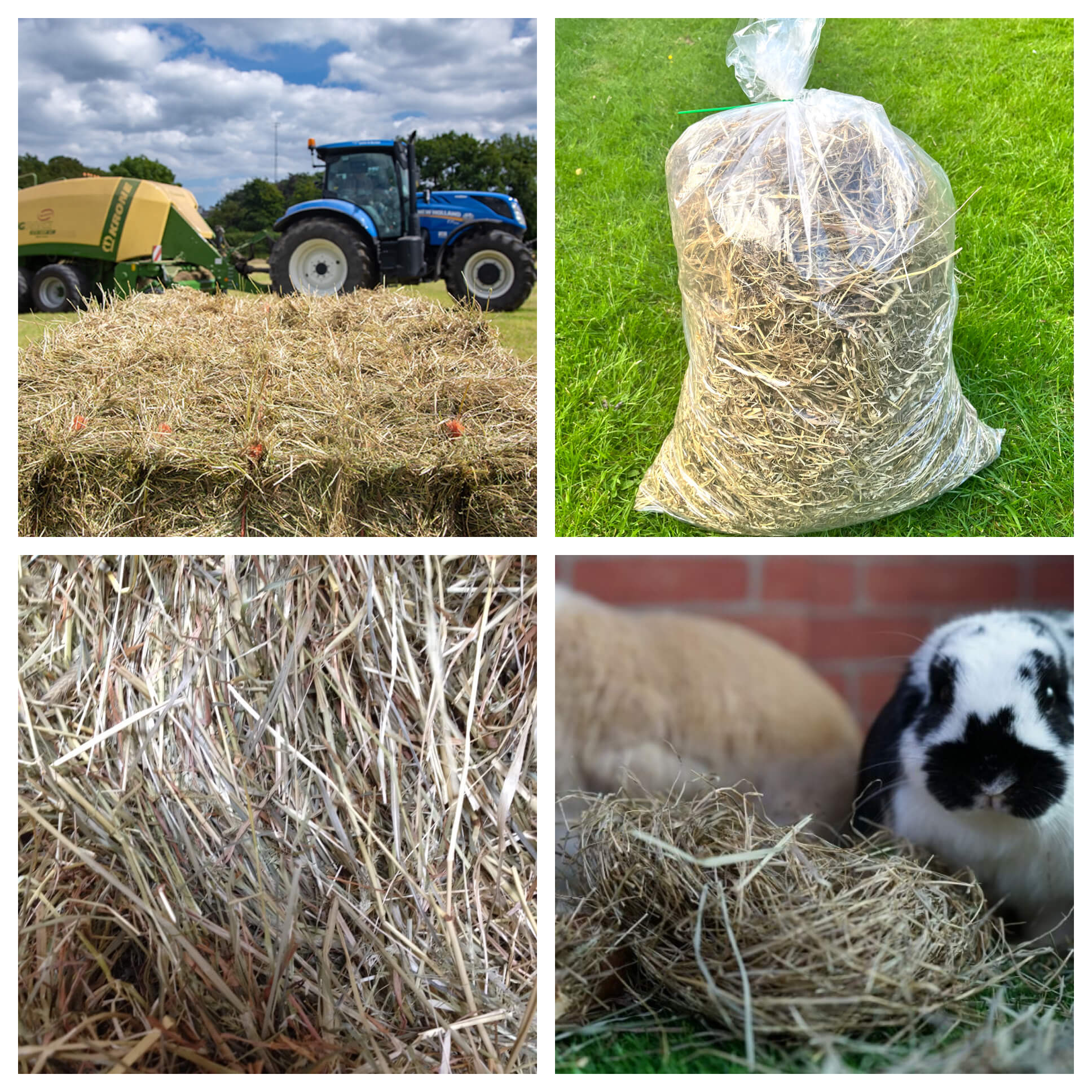 Timothy Hay 4